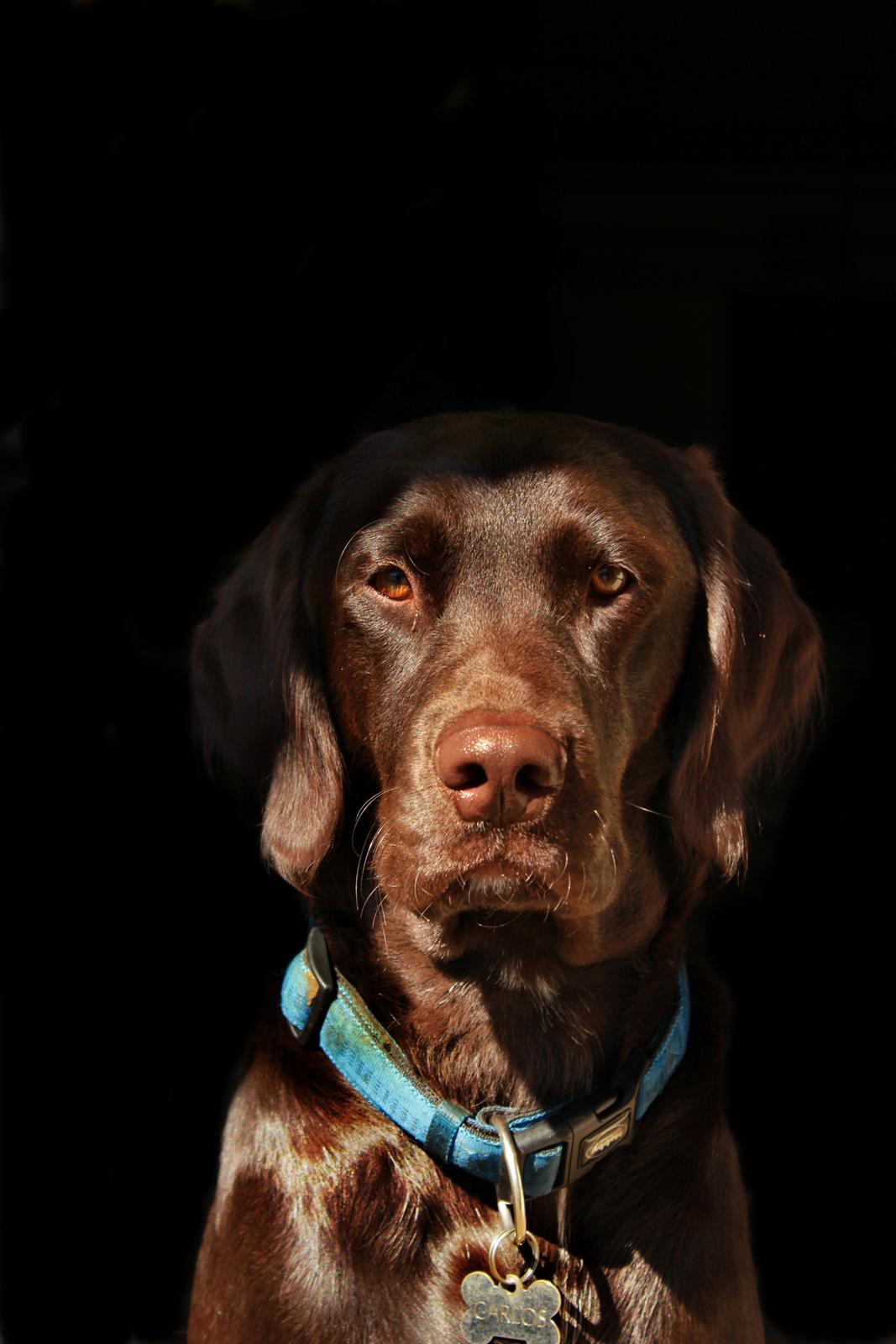 Blanding af racer Carlos billede 6