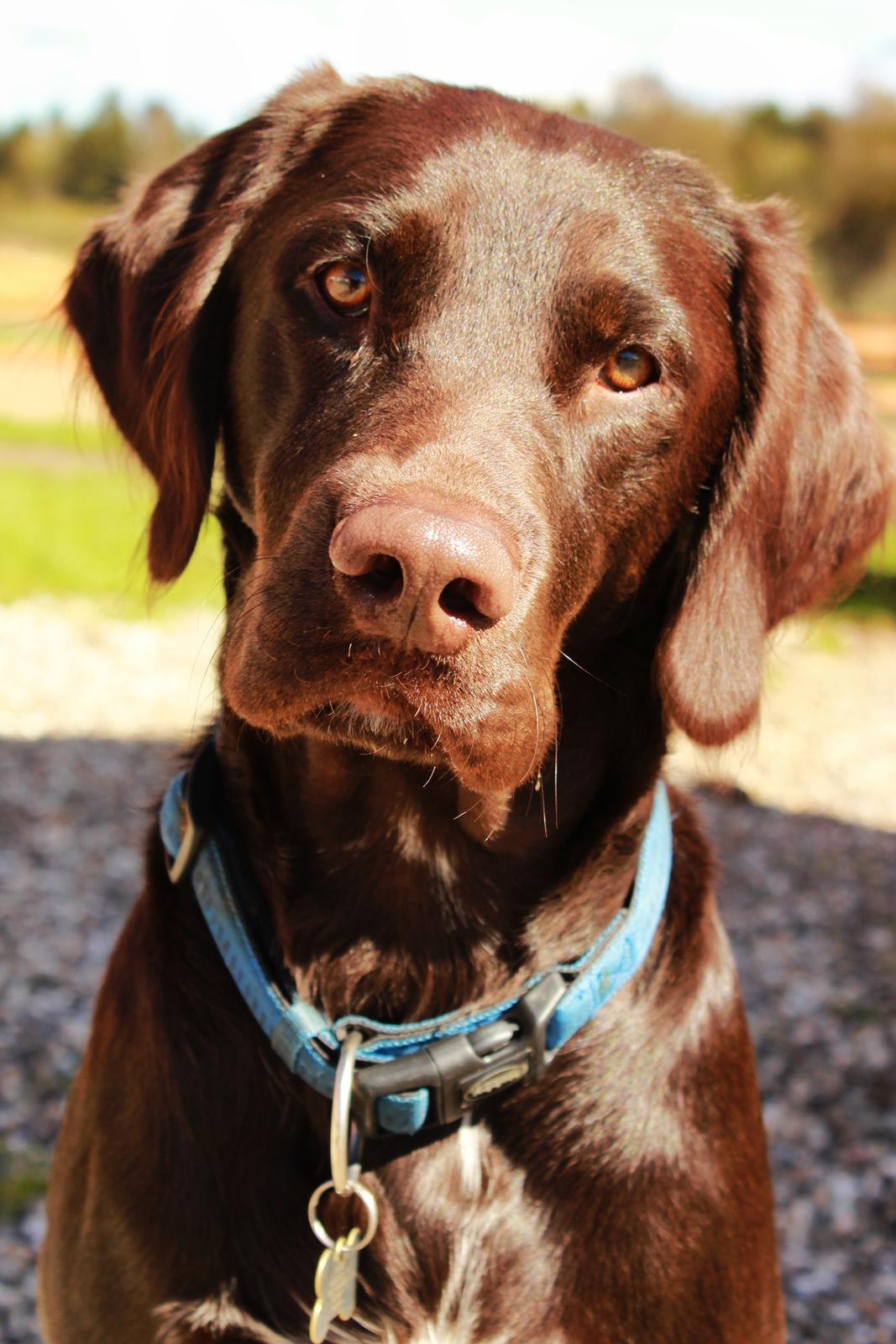 Blanding af racer Carlos billede 8