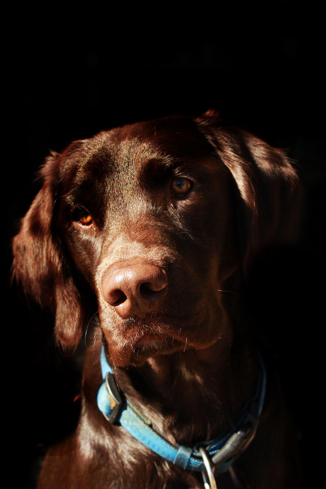 Blanding af racer Carlos billede 9