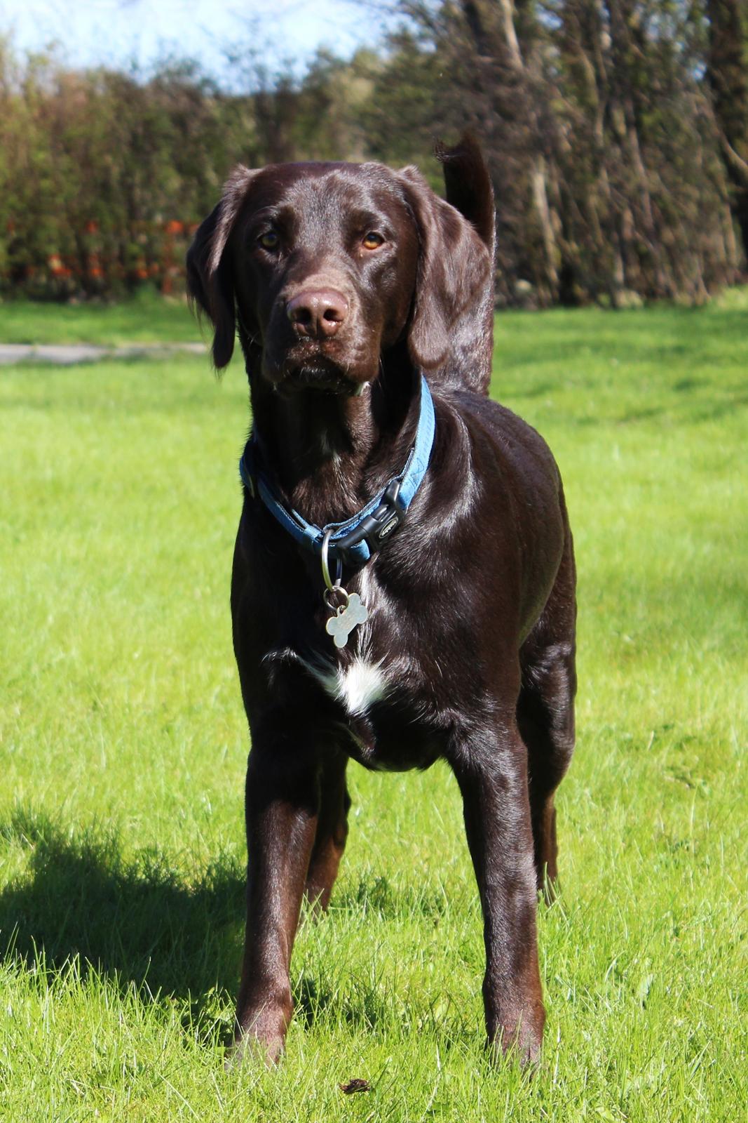 Blanding af racer Carlos billede 10