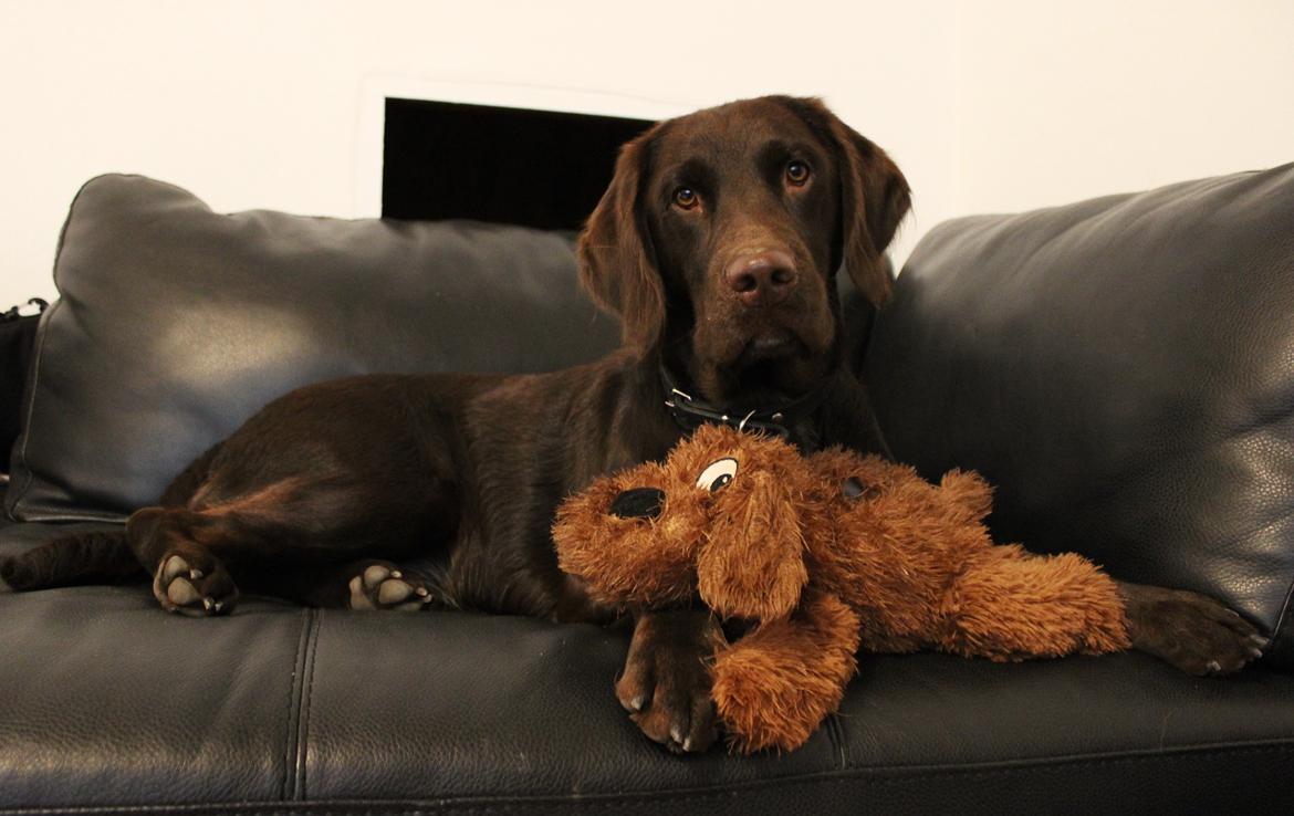 Blanding af racer Carlos billede 11