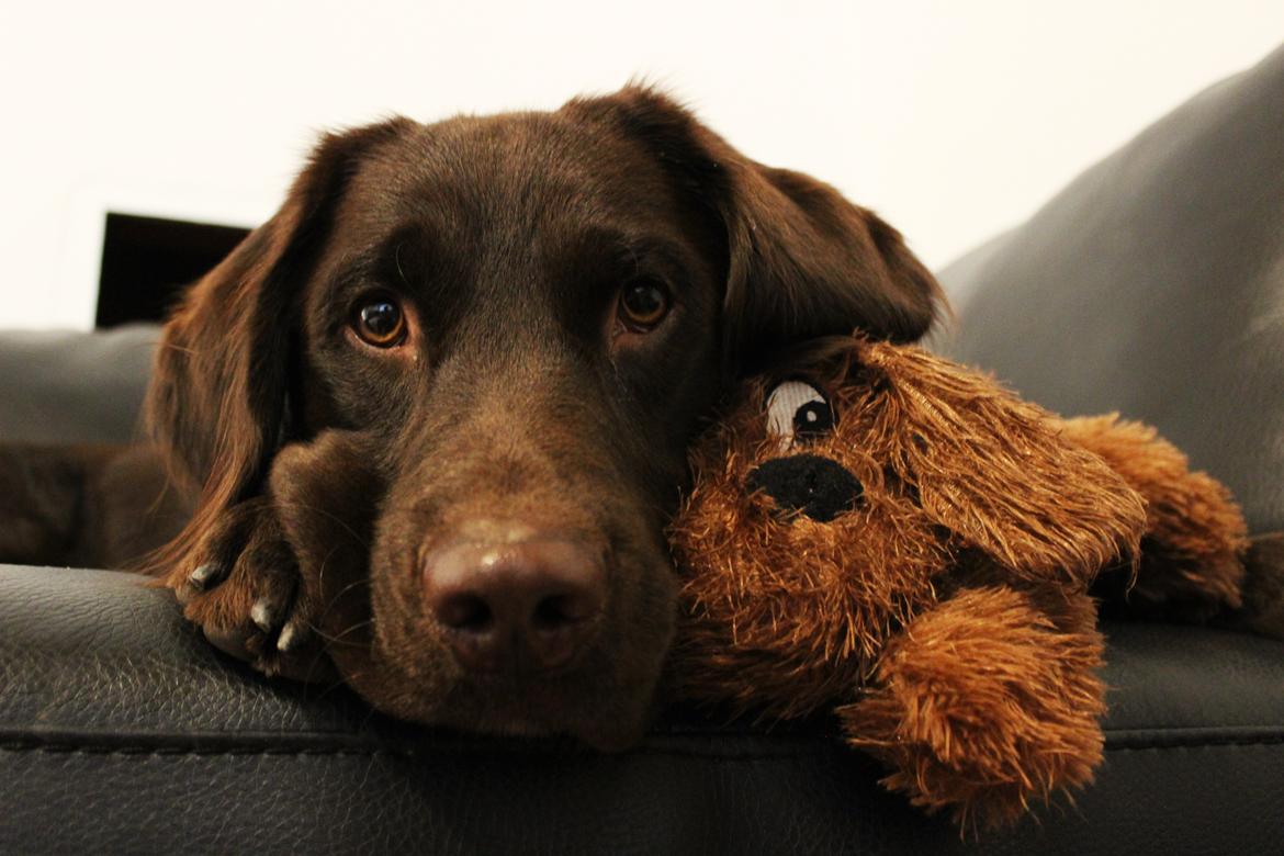 Blanding af racer Carlos billede 12