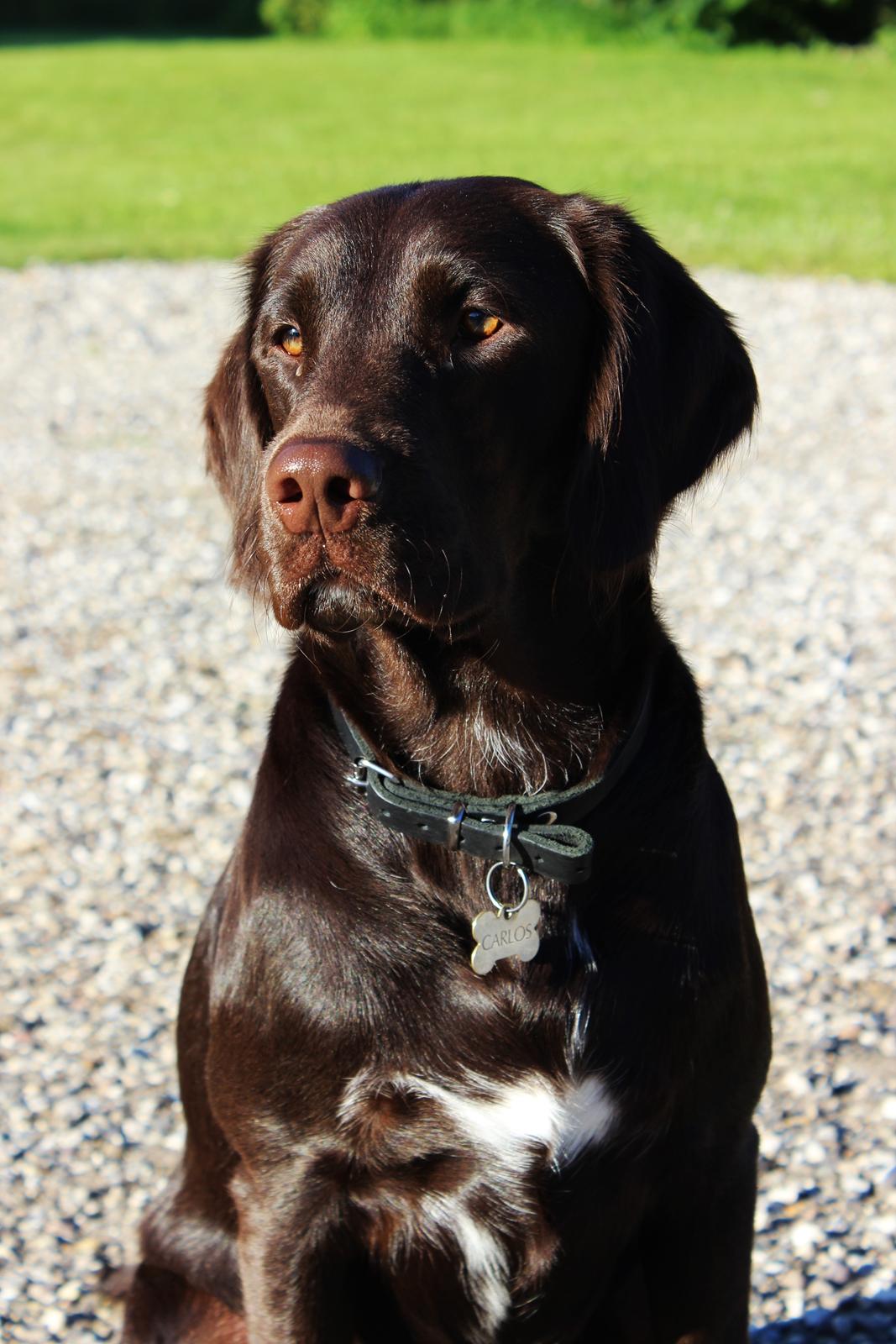 Blanding af racer Carlos billede 13