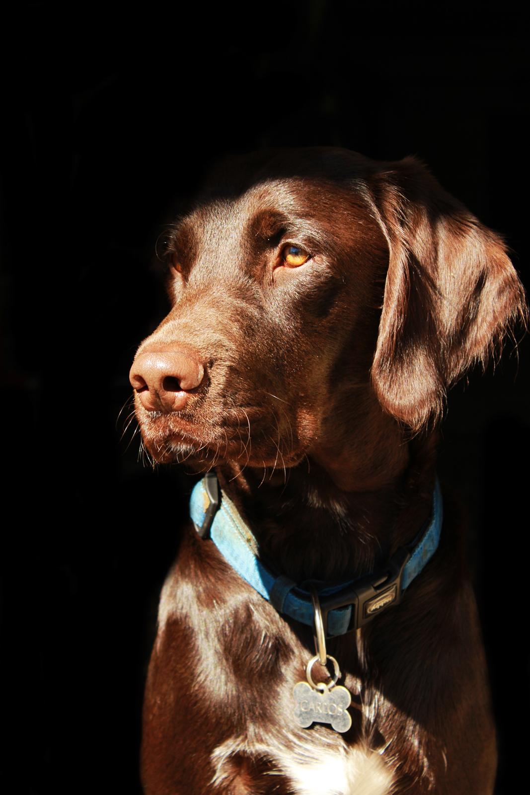 Blanding af racer Carlos billede 1