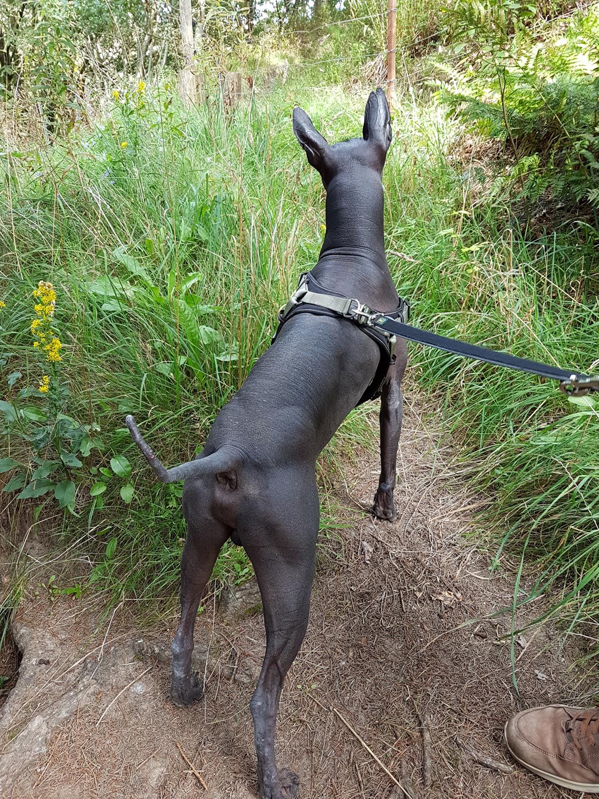 Xoloitzcuintle Veloz Naglis  billede 3