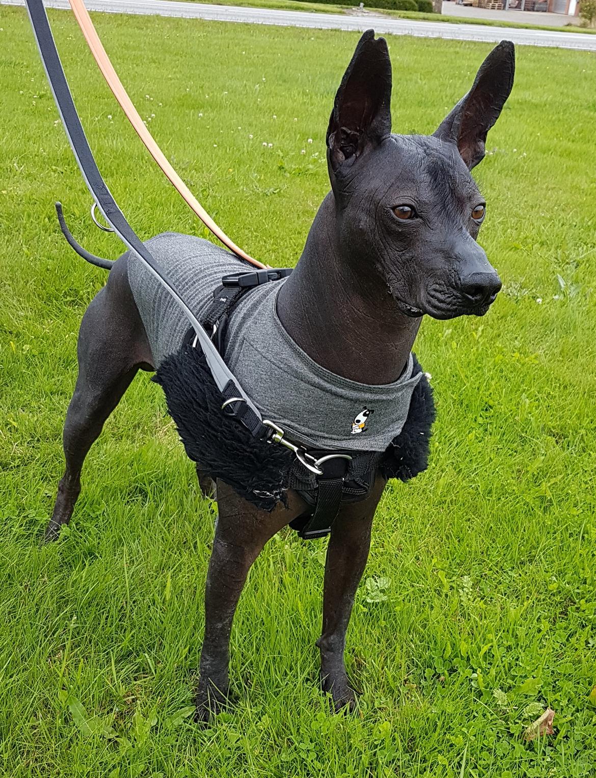 Xoloitzcuintle Veloz Naglis  billede 4