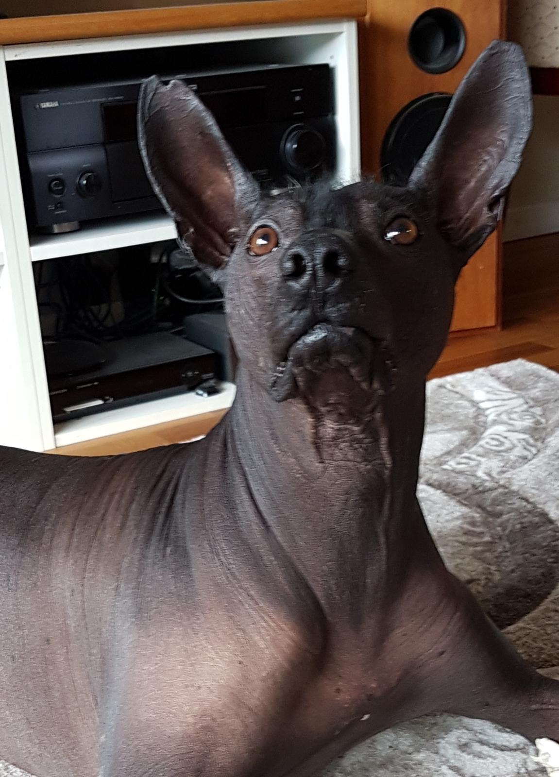 Xoloitzcuintle Veloz Naglis  billede 5