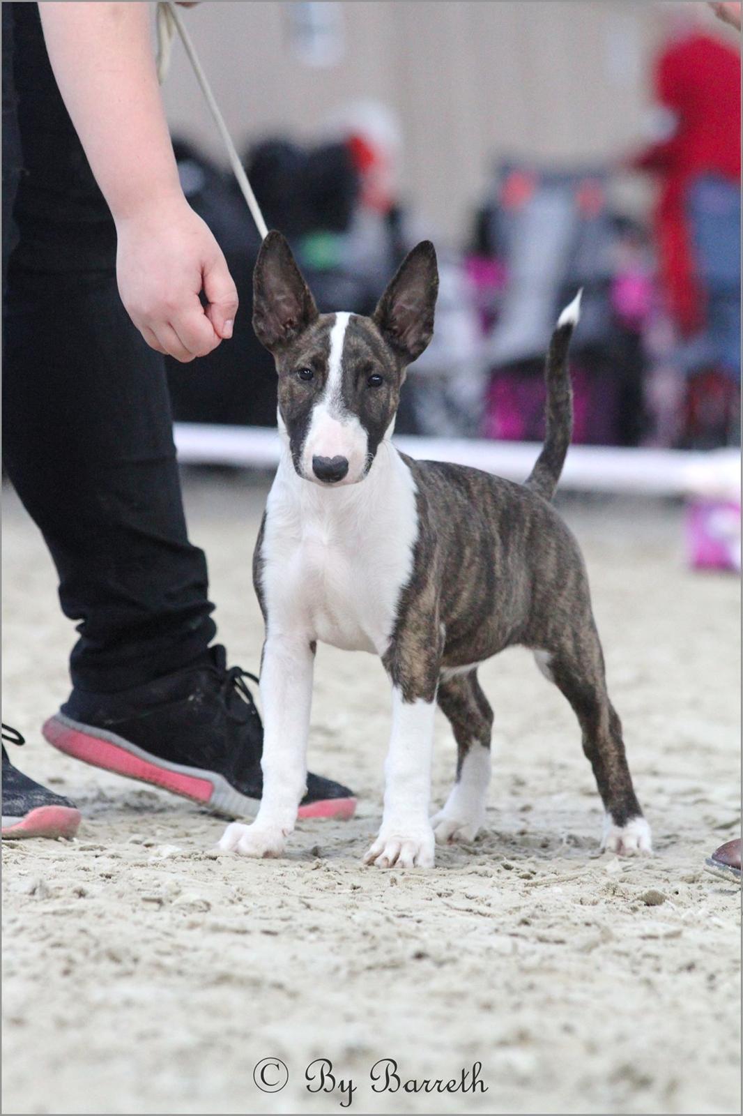 Bullterrier Qwerty (Danmar Bull's Rainbow Dash) - 13 uger, til skue i vipperød. Billede af By Barreth. billede 28