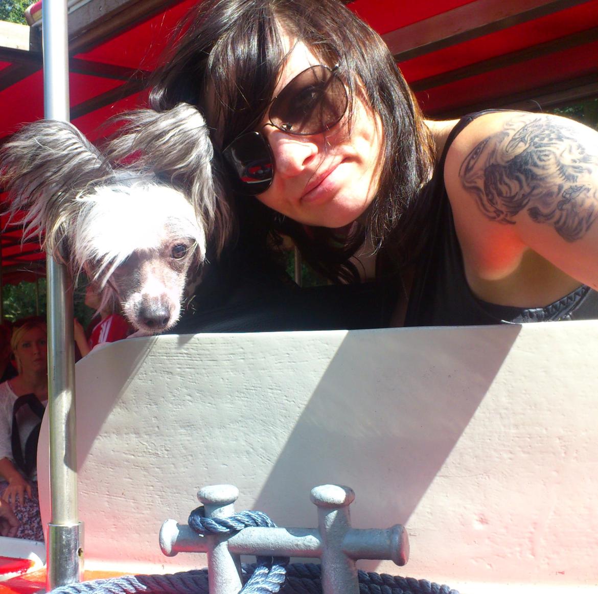 Chinese crested hårløs Spooky billede 32