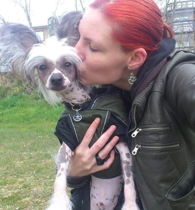 Chinese crested hårløs Spooky billede 35