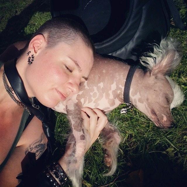 Chinese crested hårløs Spooky billede 29