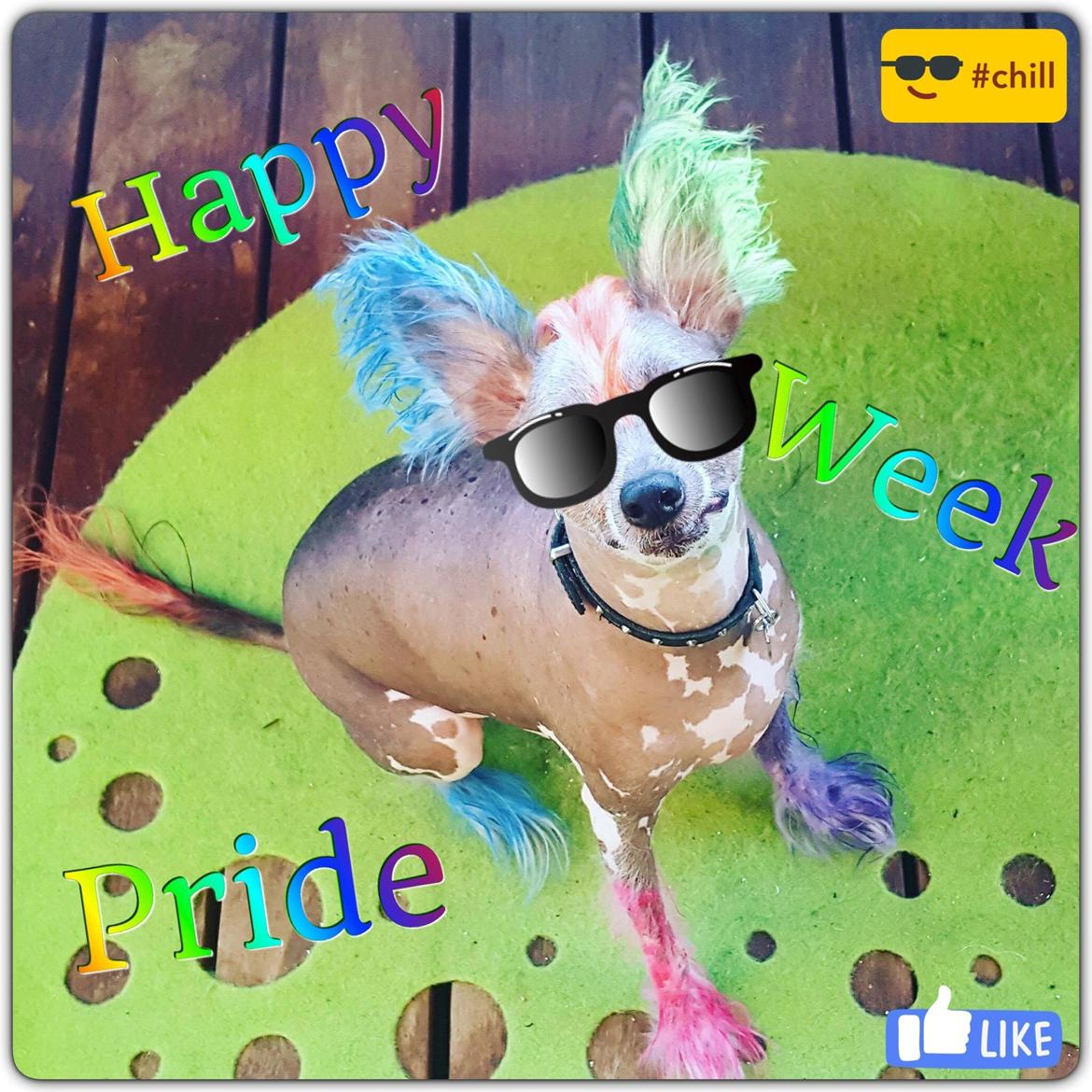 Chinese crested hårløs Spooky billede 45