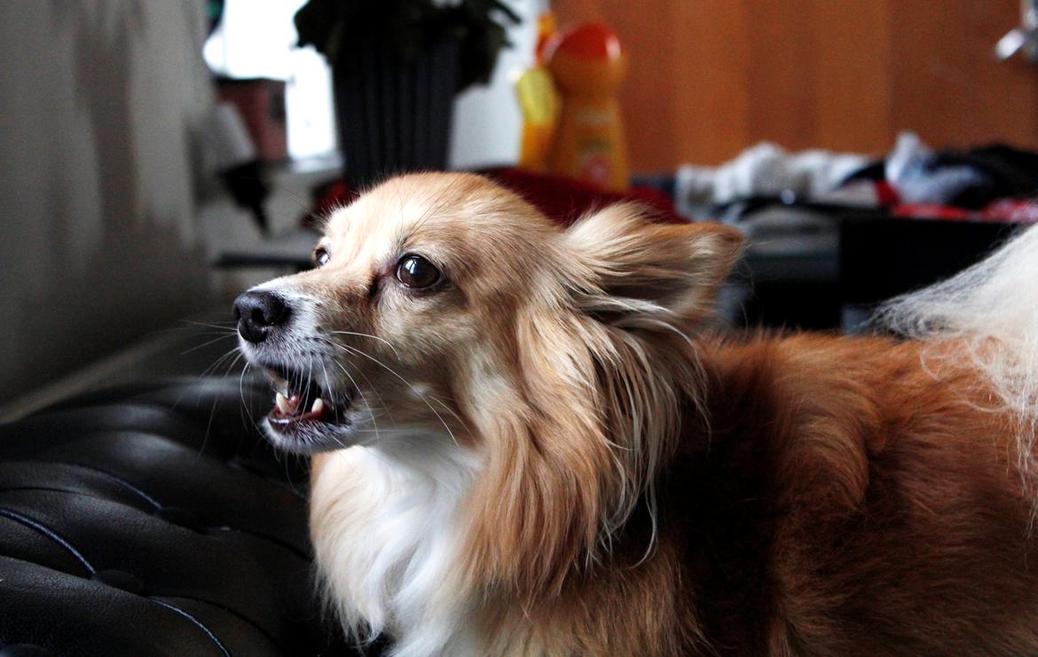 Blanding af racer Vaks [Himmelhund] billede 25