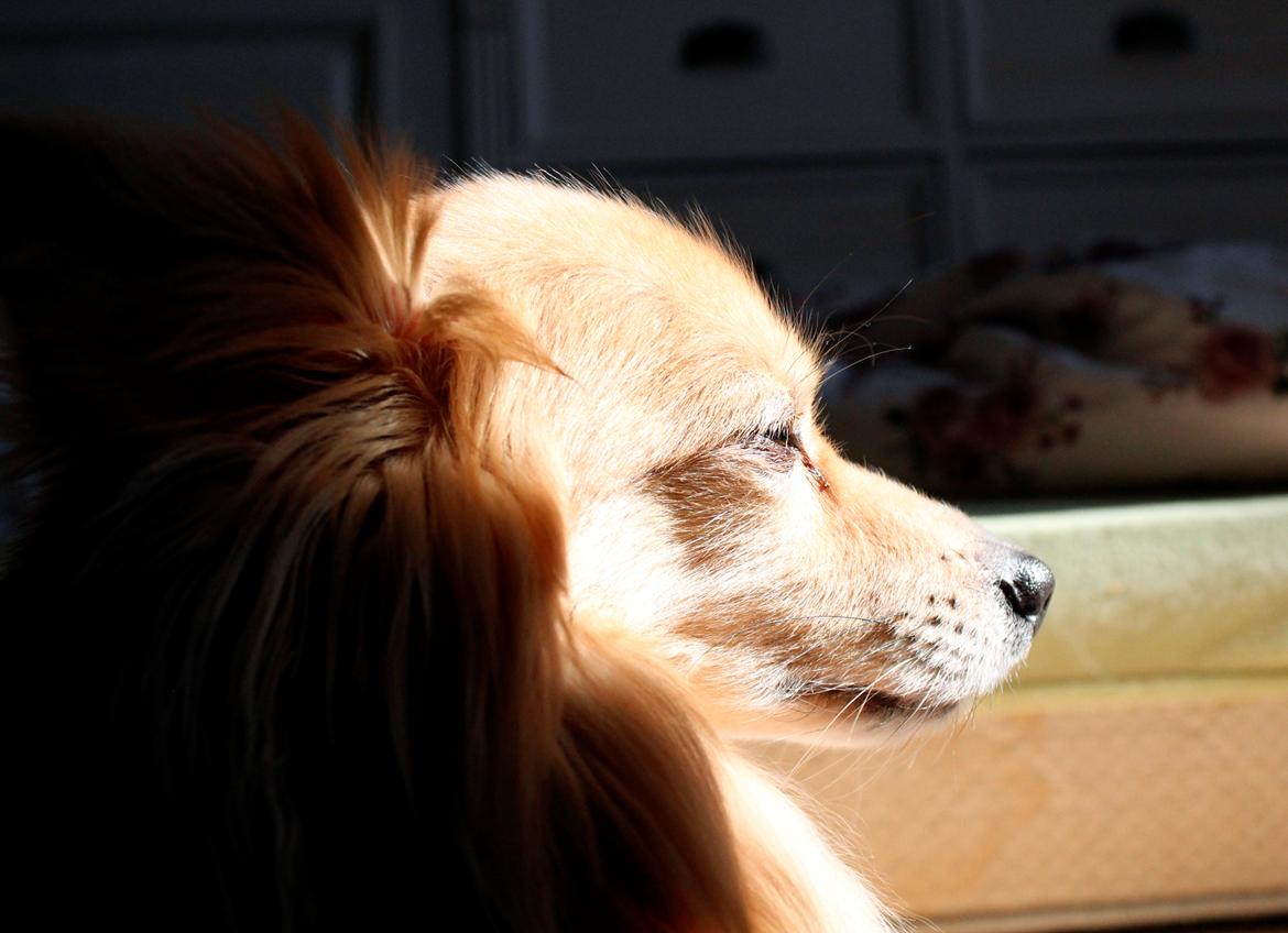 Blanding af racer Vaks [Himmelhund] billede 32