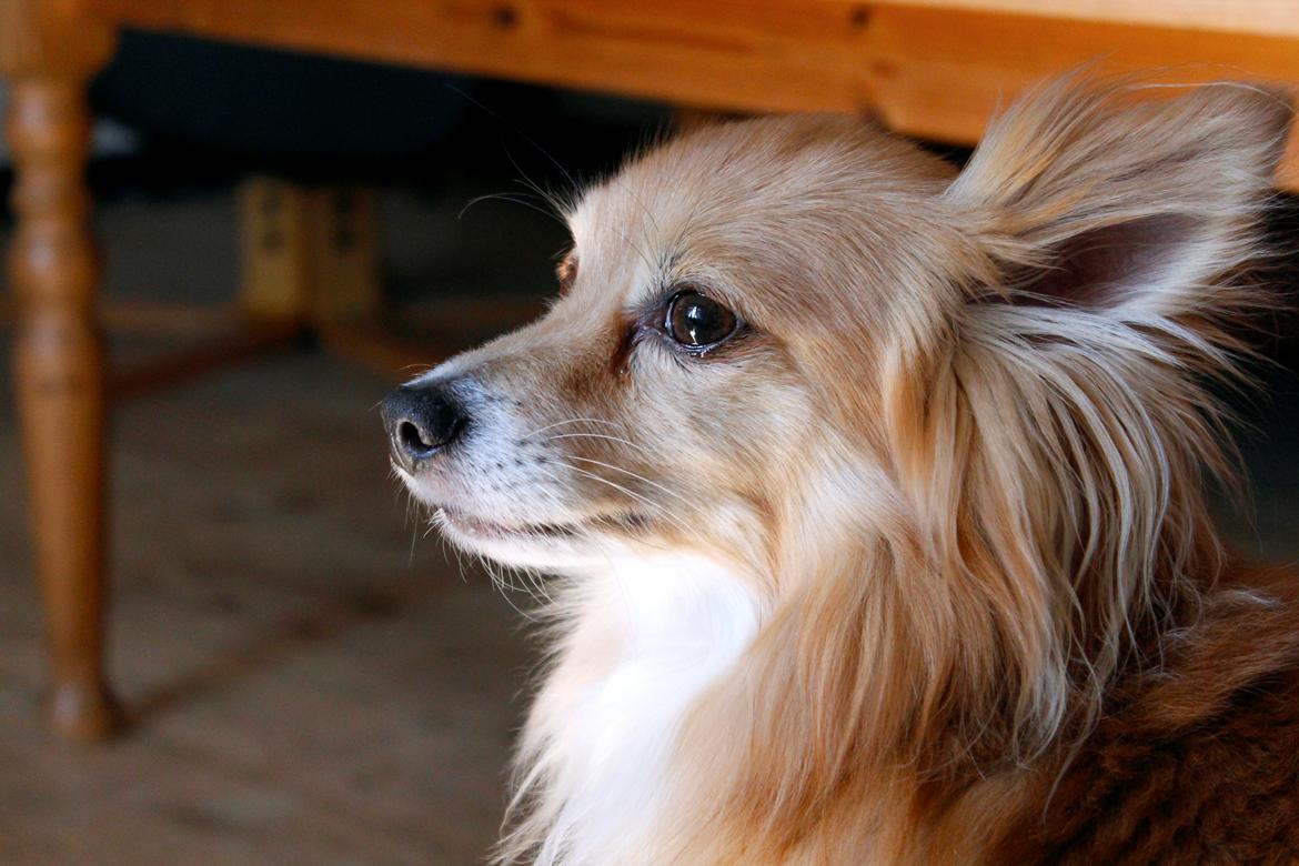 Blanding af racer Vaks [Himmelhund] billede 8