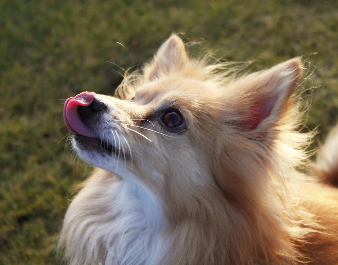 Blanding af racer Vaks [Himmelhund] billede 9