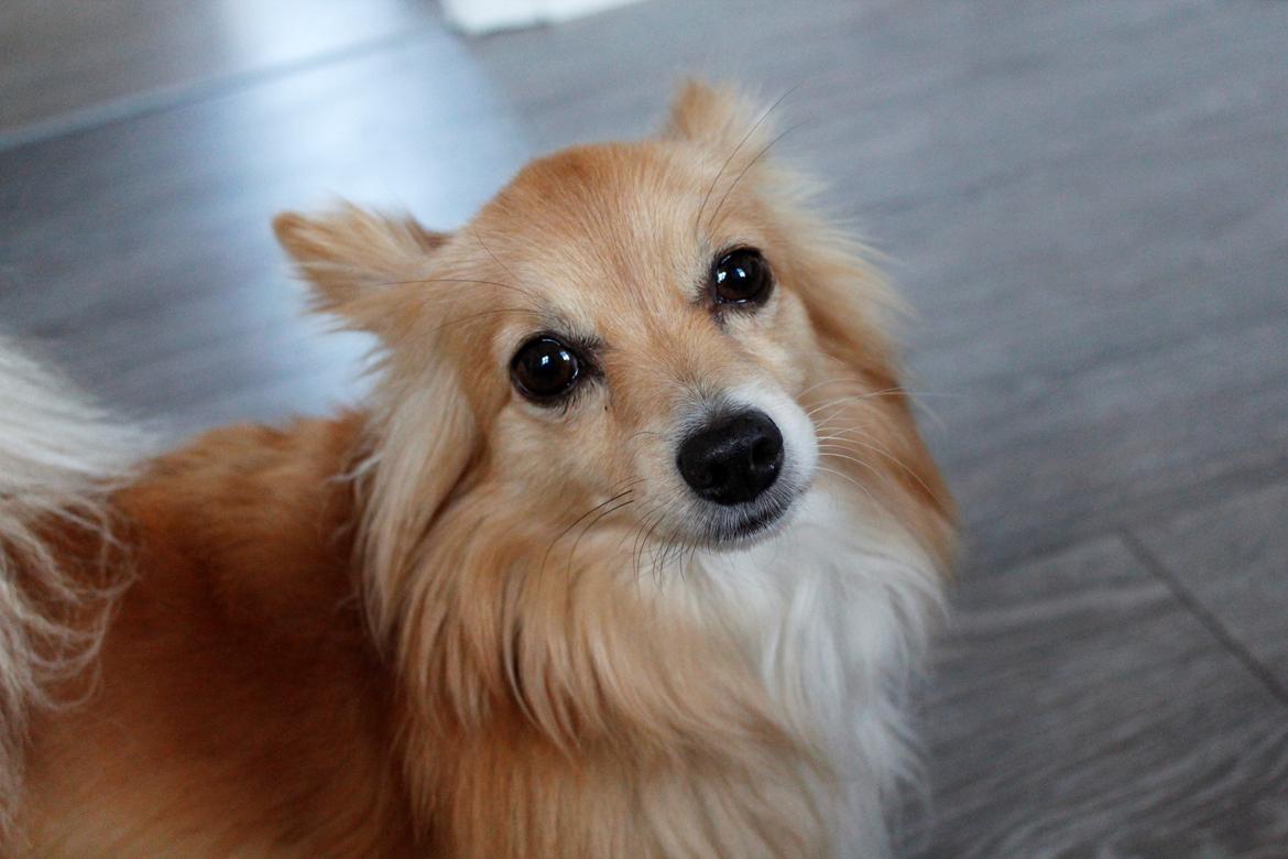 Blanding af racer Vaks [Himmelhund] billede 18