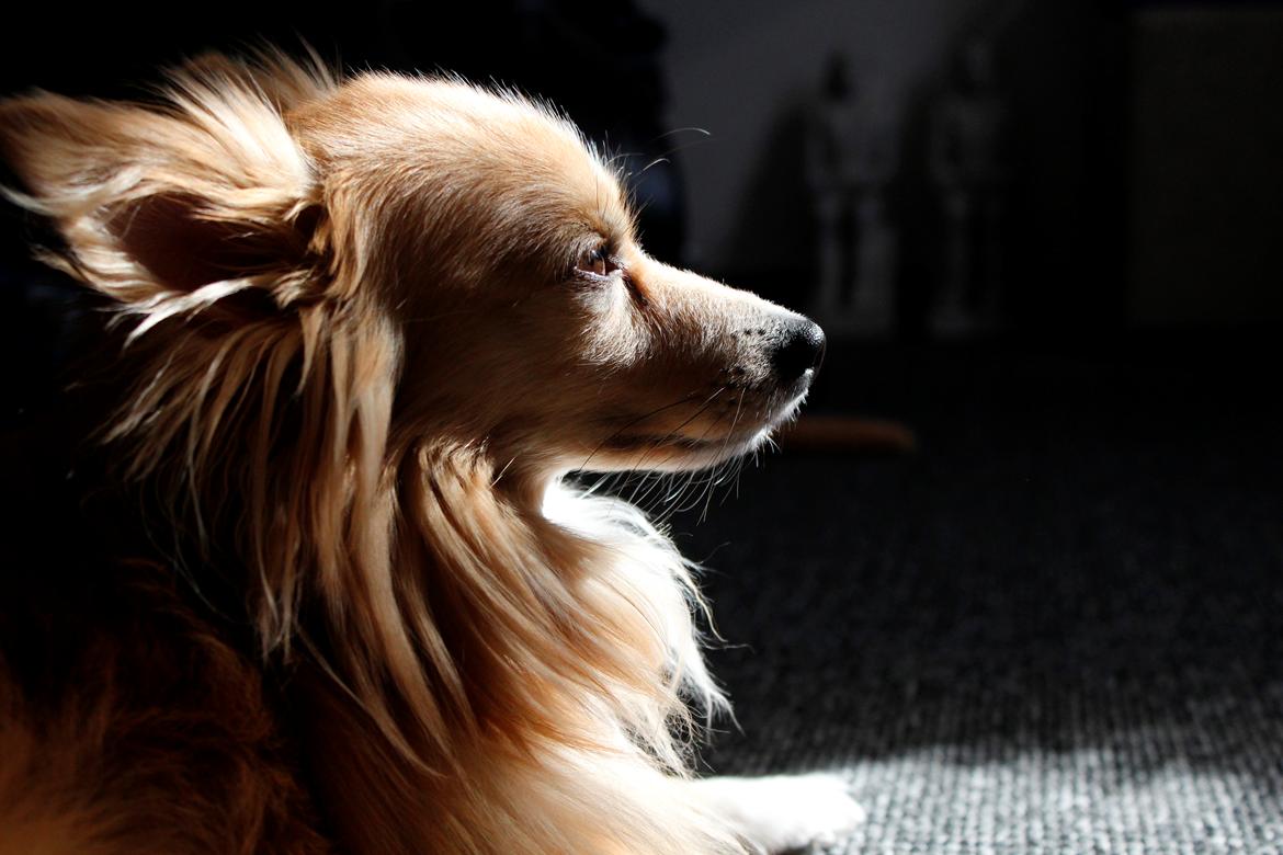 Blanding af racer Vaks [Himmelhund] billede 12