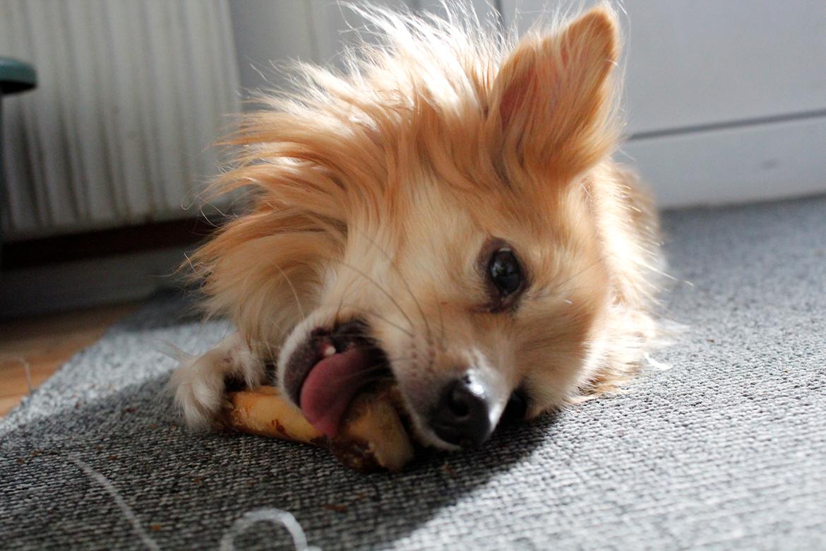 Blanding af racer Vaks [Himmelhund] billede 28