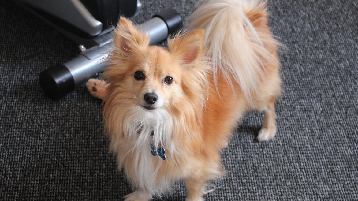 Blanding af racer Vaks [Himmelhund] billede 33