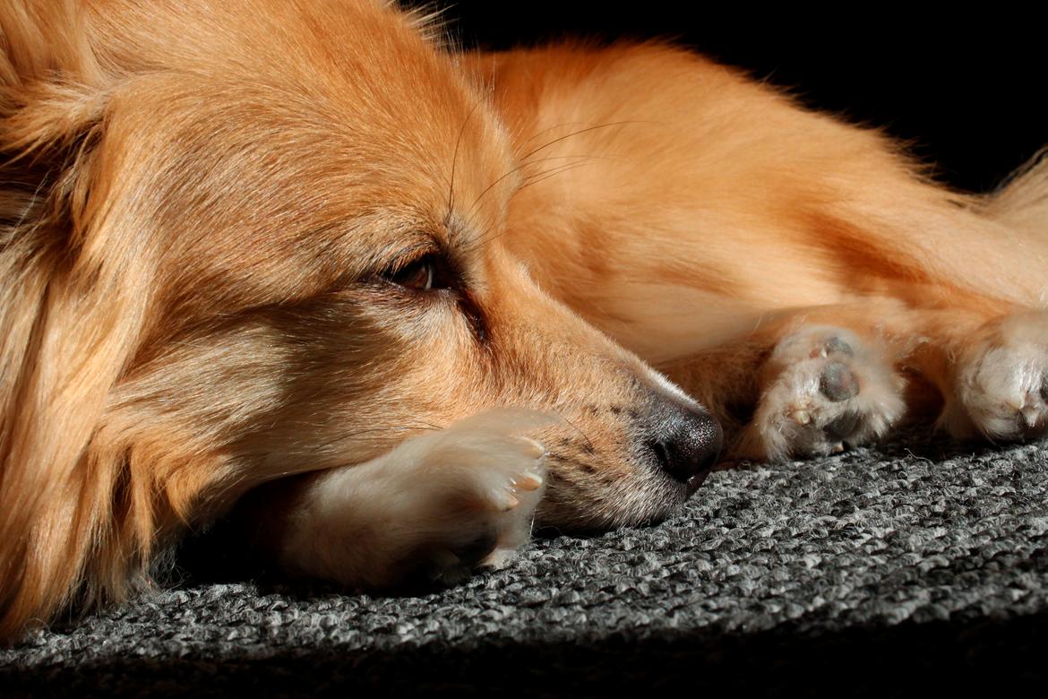 Blanding af racer Vaks [Himmelhund] billede 15