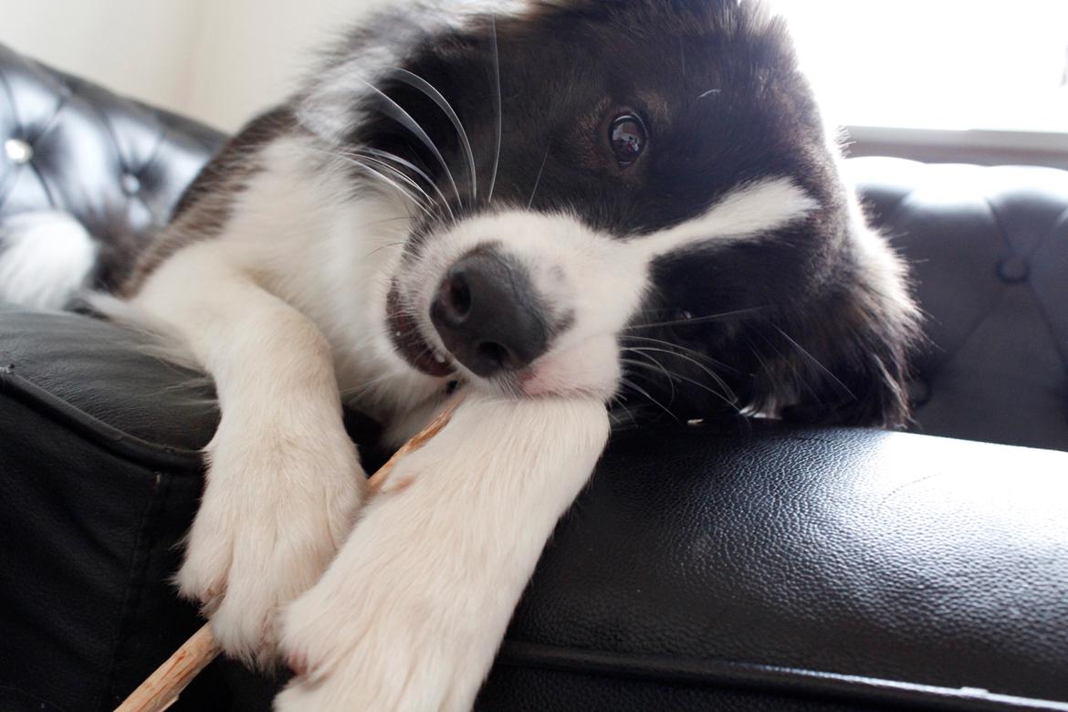 Border collie Bella - Divenzie's Arabella [Himmelhund] billede 4