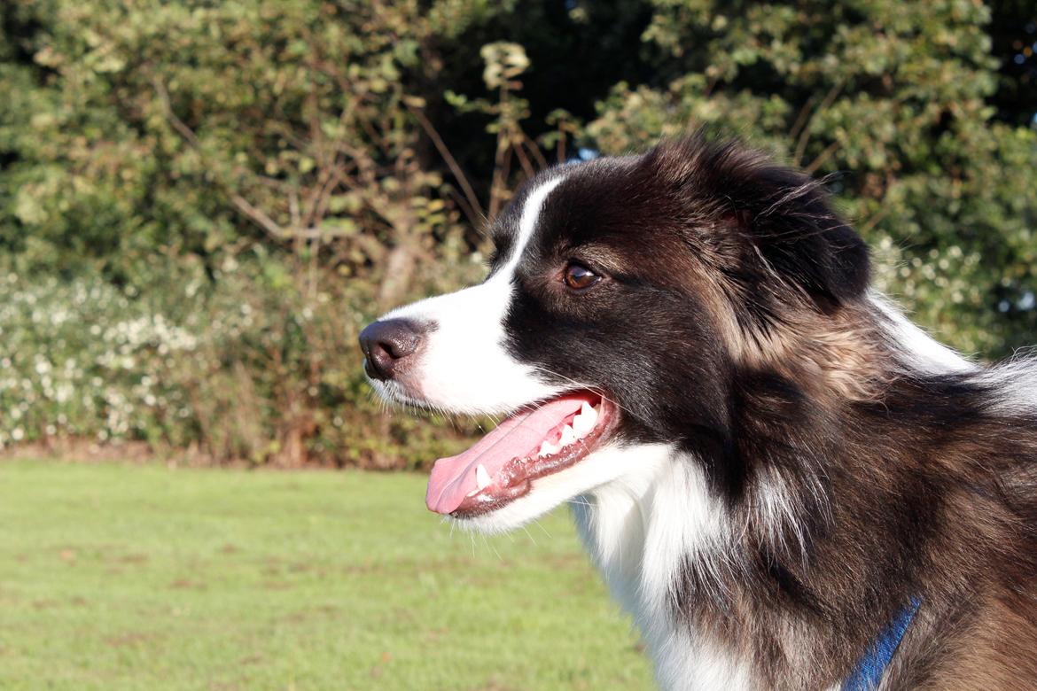 Border collie Bella - Divenzie's Arabella [Himmelhund] billede 25