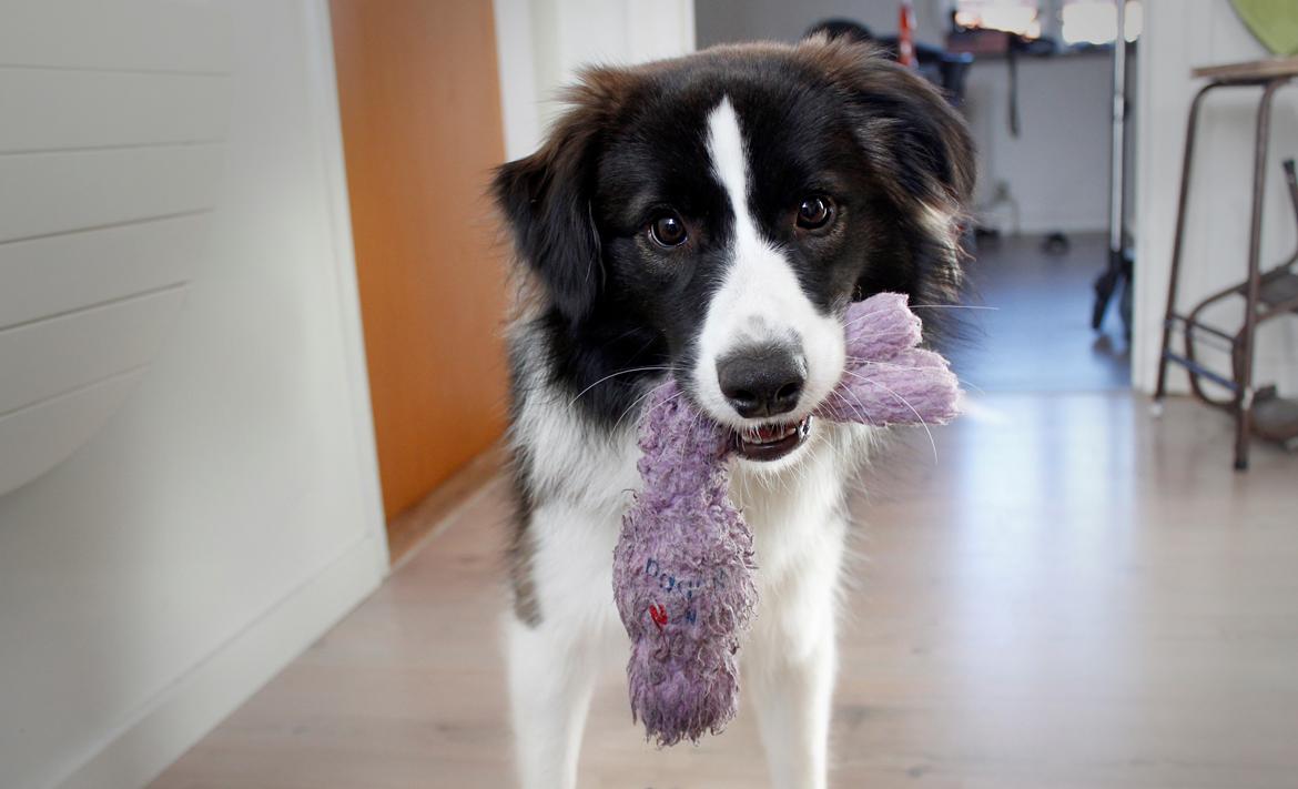 Border collie Bella - Divenzie's Arabella [Himmelhund] billede 14