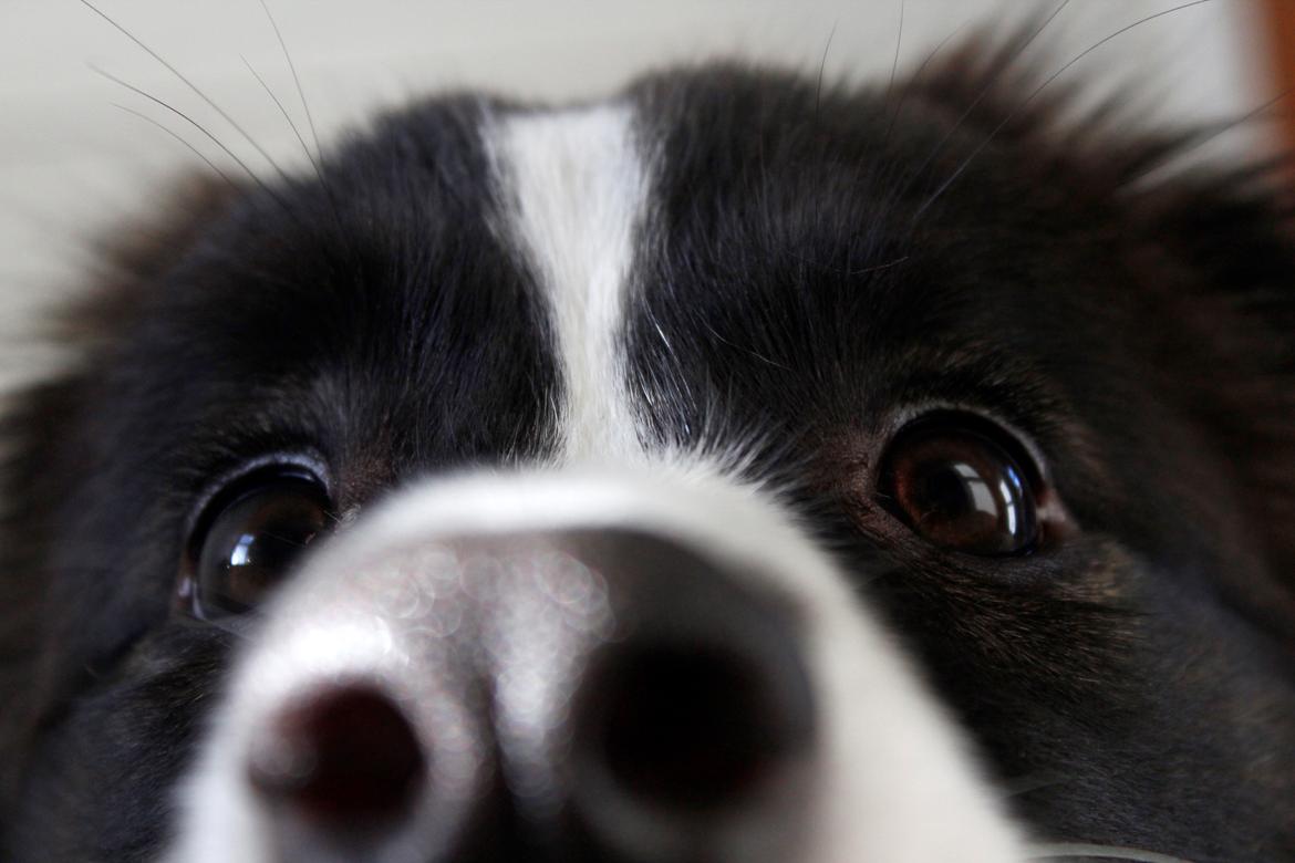 Border collie Bella - Divenzie's Arabella [Himmelhund] billede 1