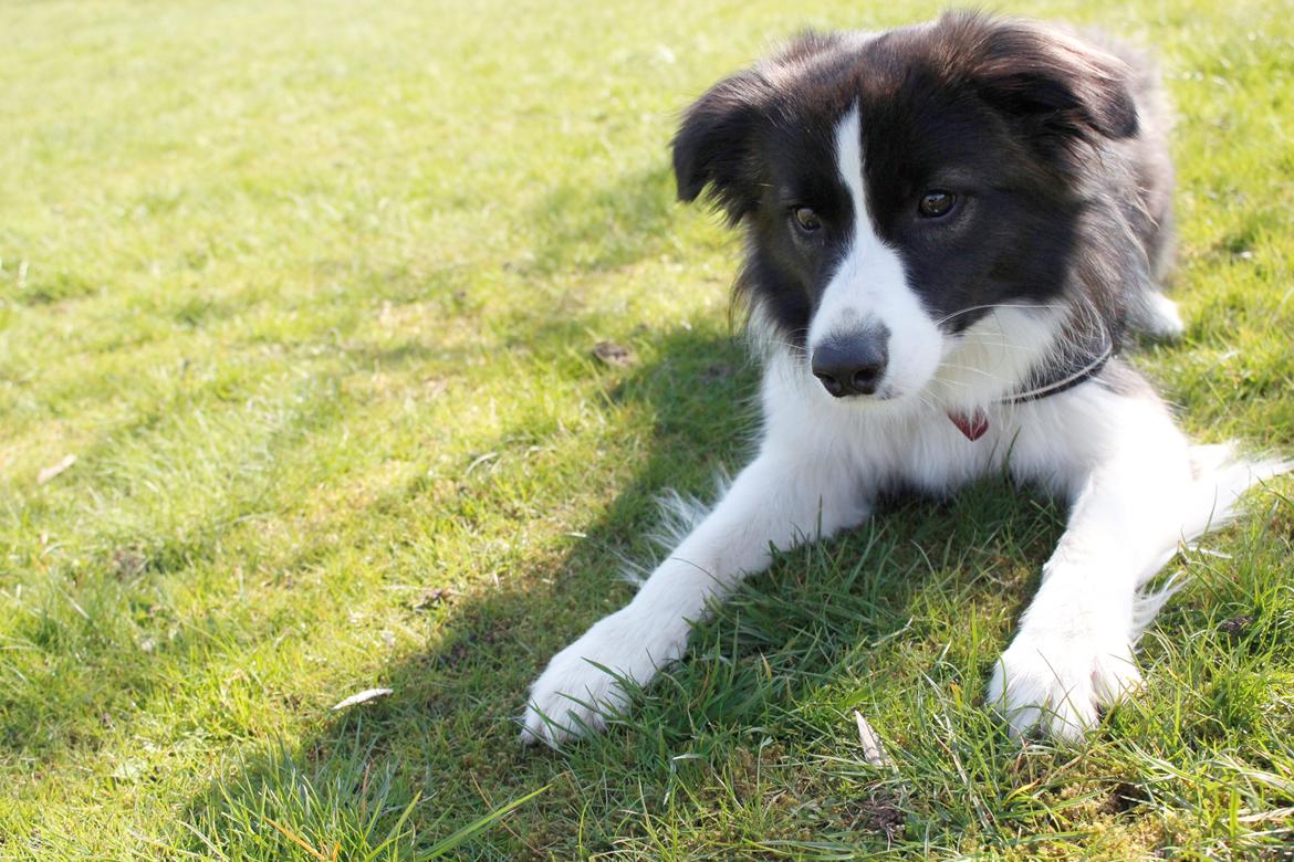 Border collie Bella - Divenzie's Arabella [Himmelhund] billede 27