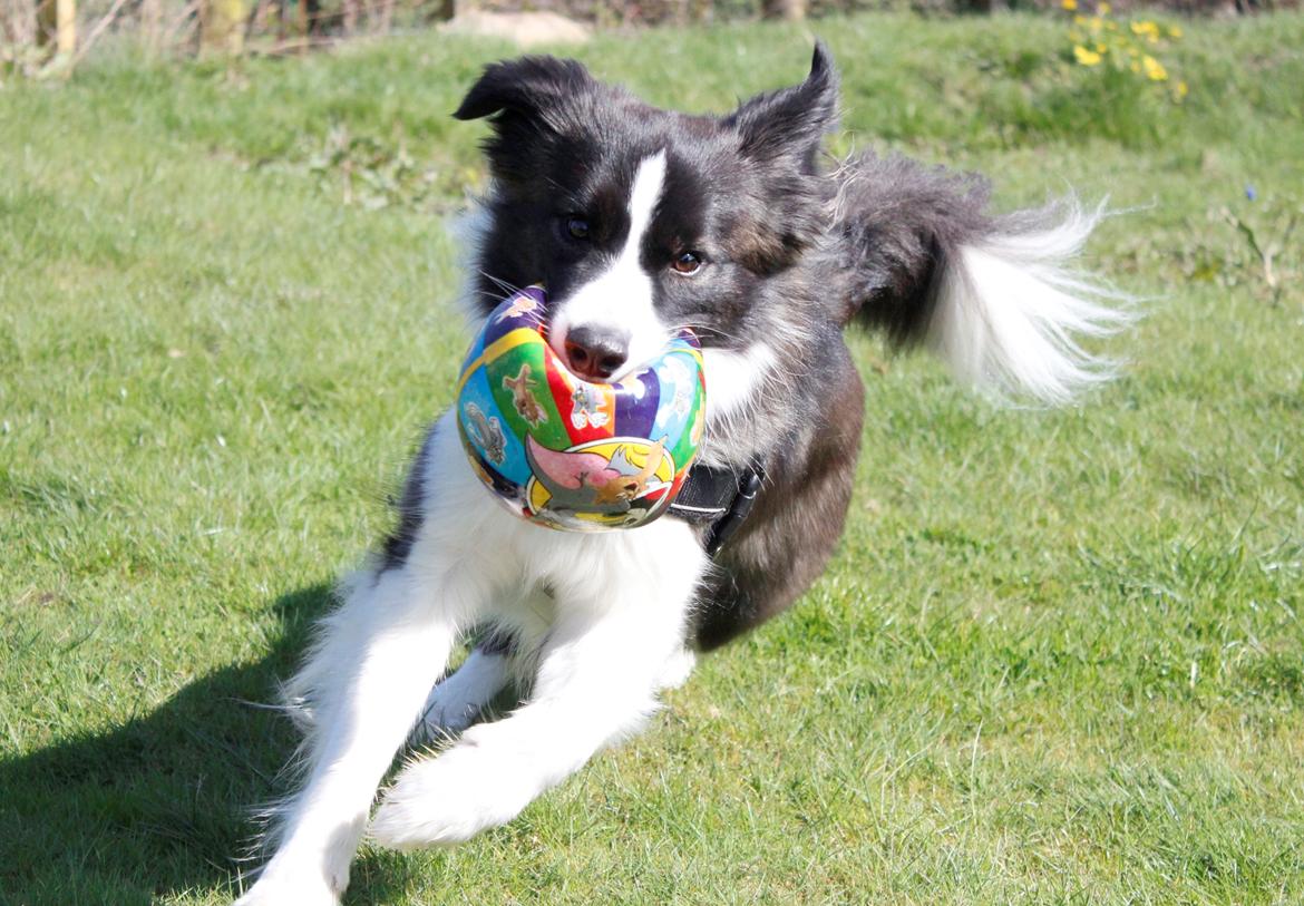 Border collie Bella - Divenzie's Arabella [Himmelhund] billede 7