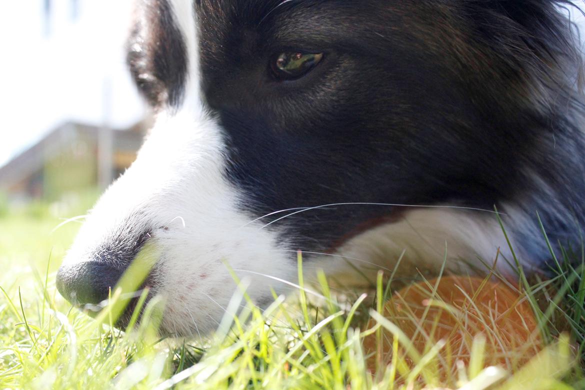 Border collie Bella - Divenzie's Arabella [Himmelhund] billede 2
