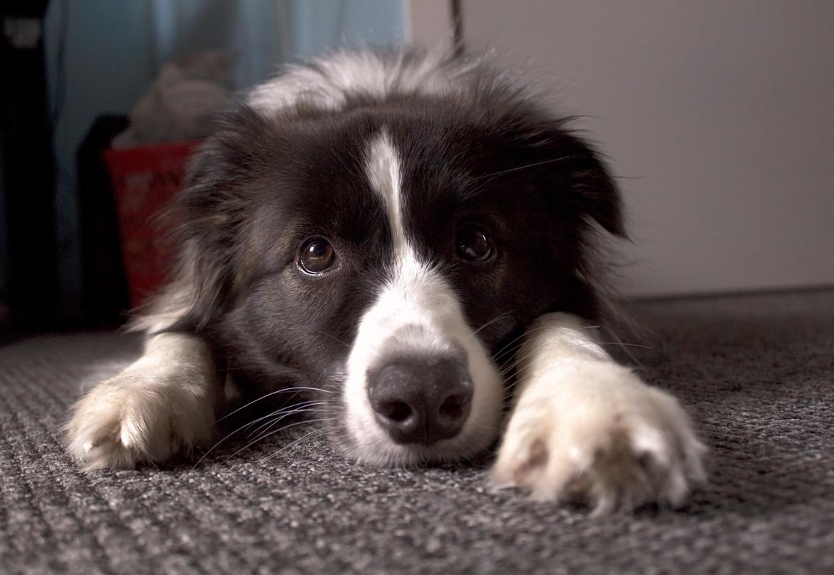 Border collie Bella - Divenzie's Arabella [Himmelhund] billede 24