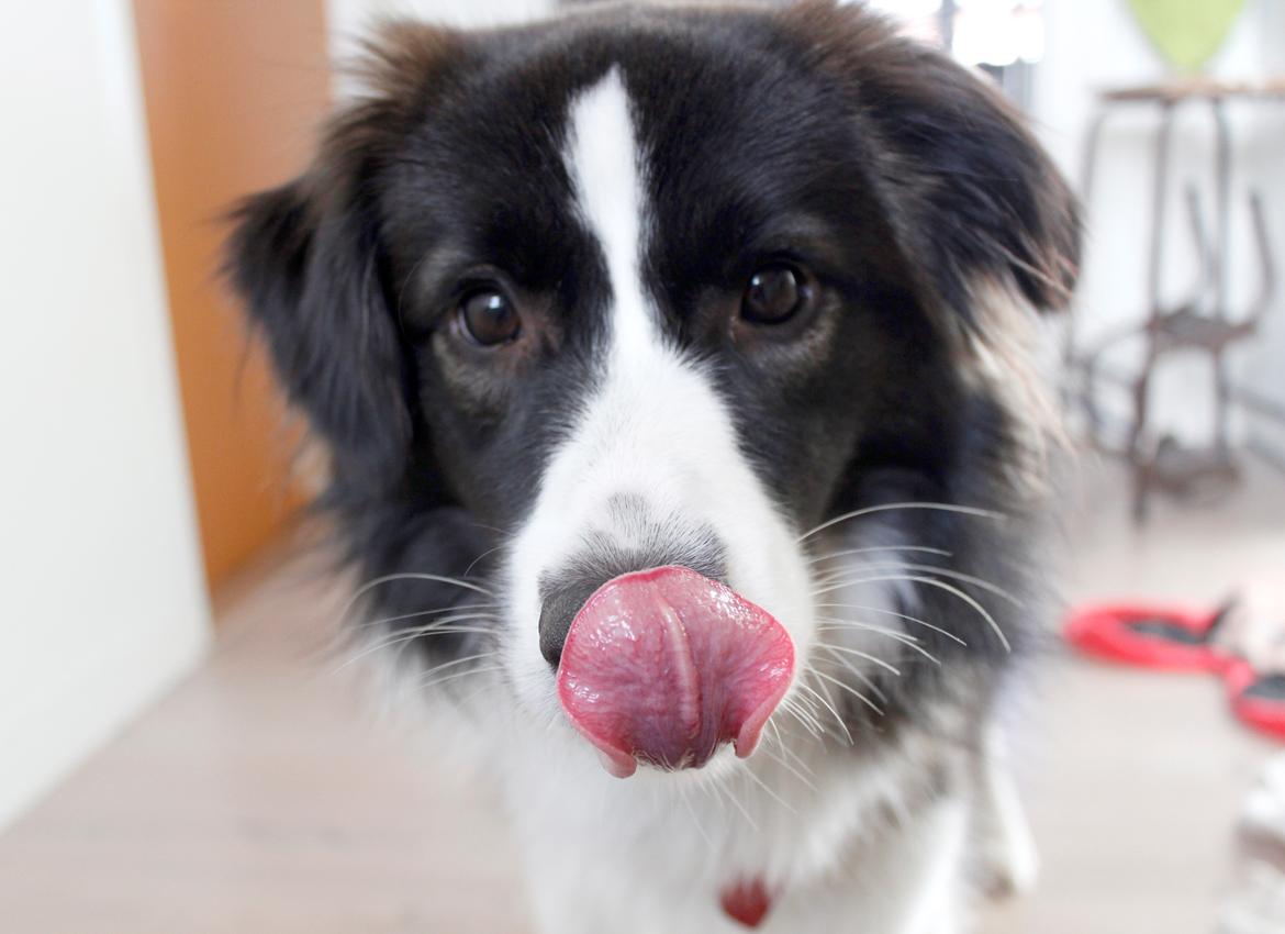 Border collie Bella - Divenzie's Arabella [Himmelhund] billede 26