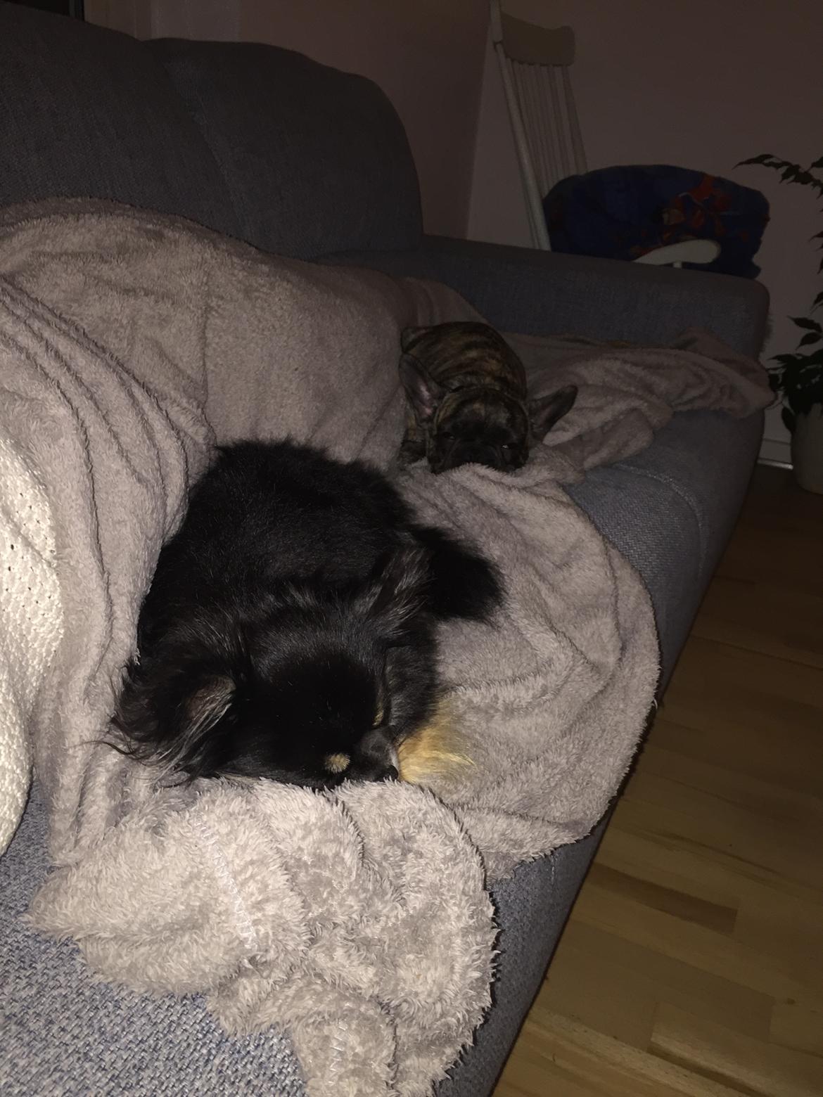 Fransk bulldog Milo billede 6