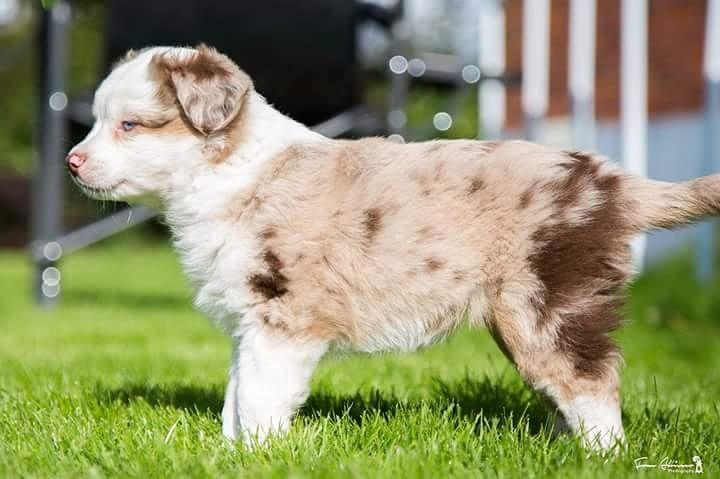 Miniature American Shepherd LilSunKiss Queen Bee - Jitsu billede 3