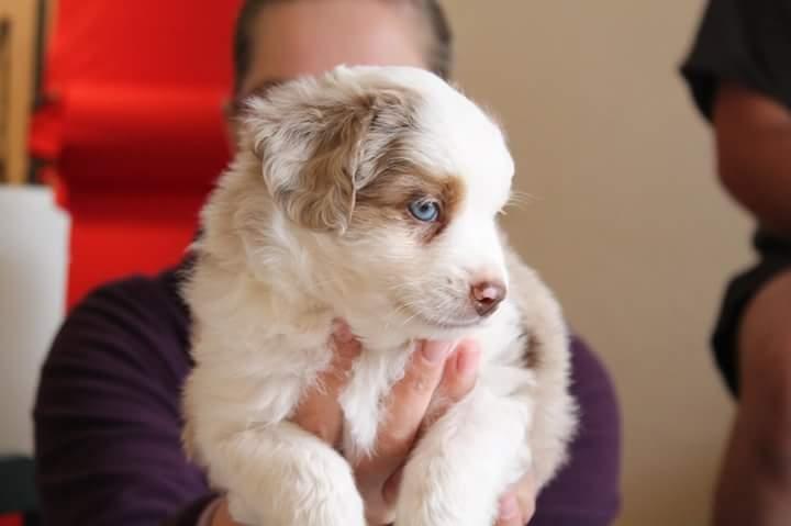 Miniature American Shepherd LilSunKiss Queen Bee - Jitsu billede 4