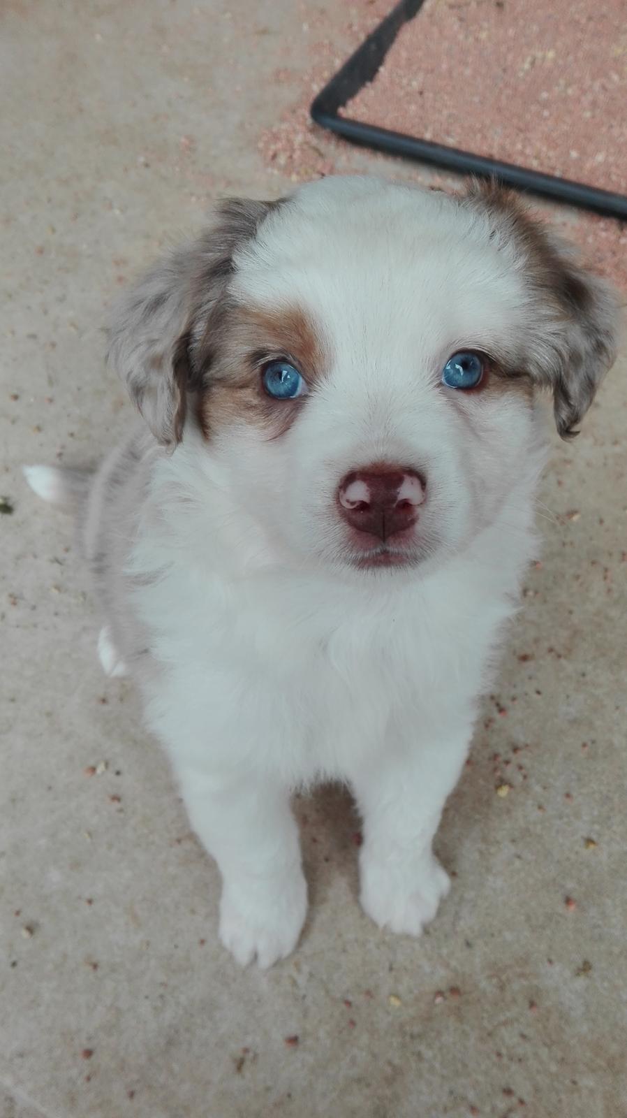 Miniature American Shepherd LilSunKiss Queen Bee - Jitsu billede 5