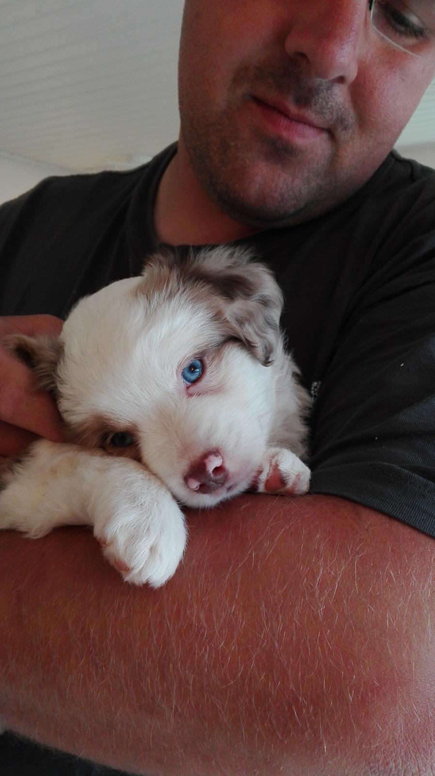 Miniature American Shepherd LilSunKiss Queen Bee - Jitsu billede 6