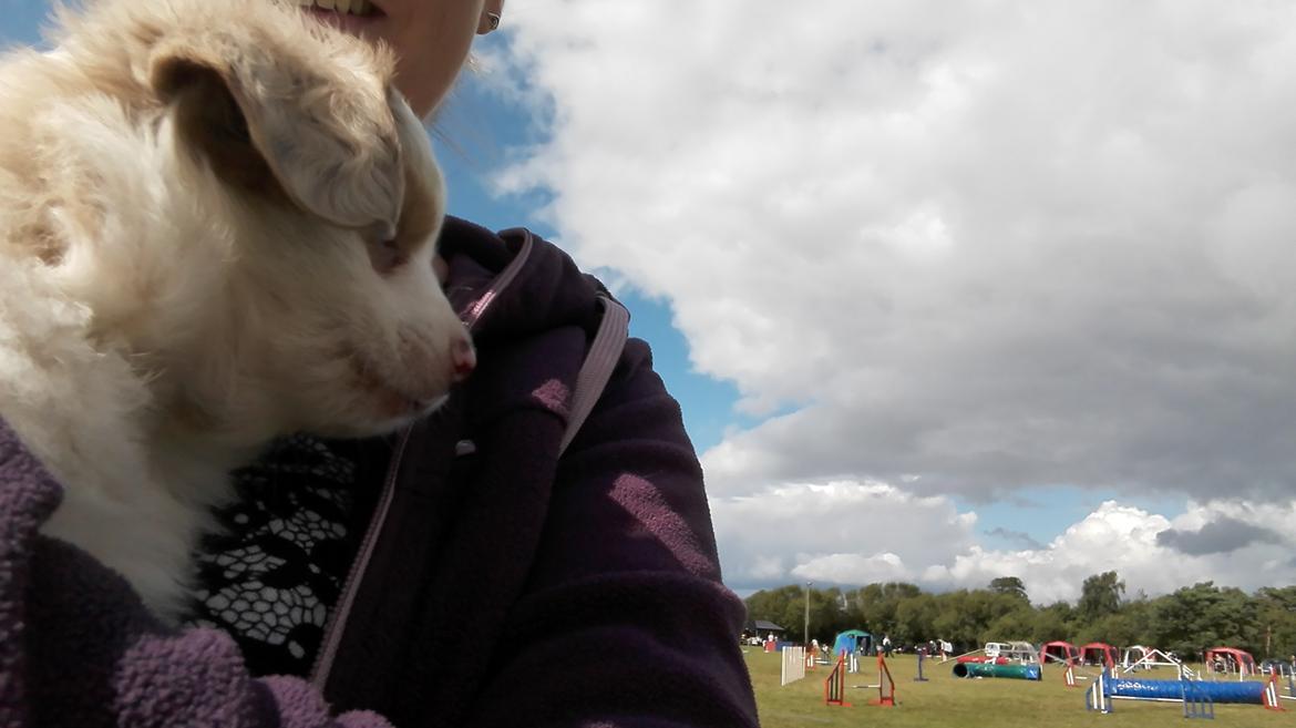 Miniature American Shepherd LilSunKiss Queen Bee - Jitsu billede 7