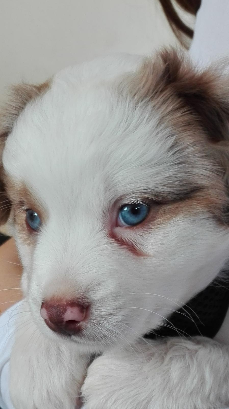 Miniature American Shepherd LilSunKiss Queen Bee - Jitsu billede 8