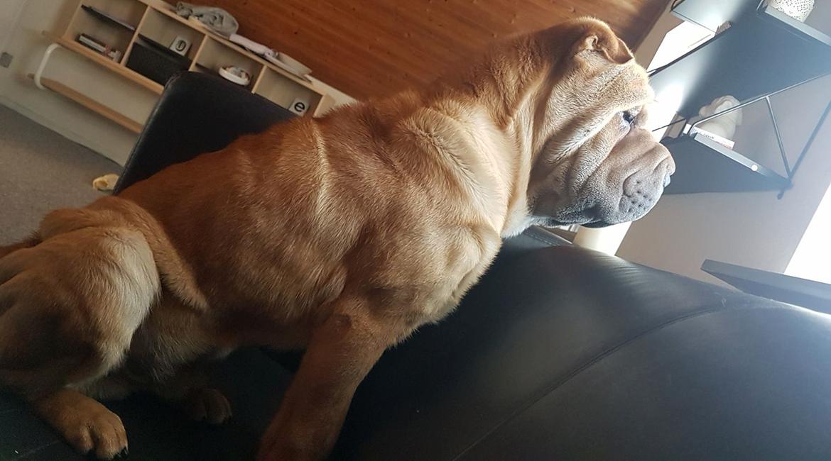 Shar pei Aiko billede 3
