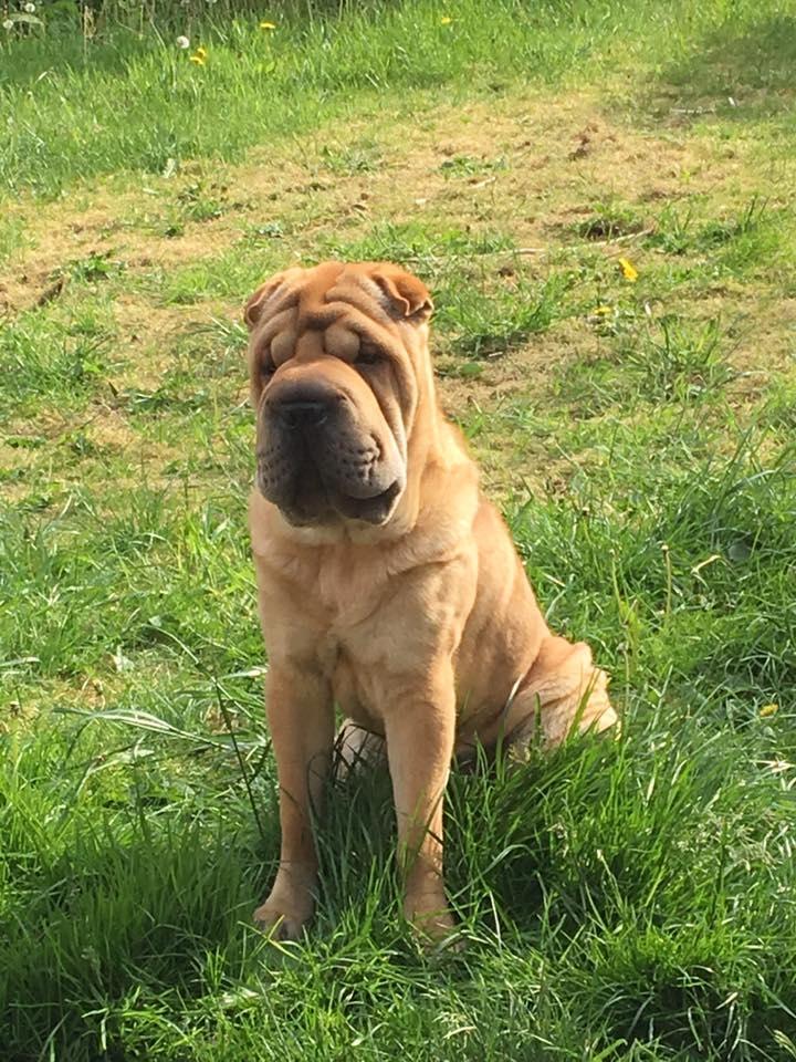 Shar pei Aiko billede 1