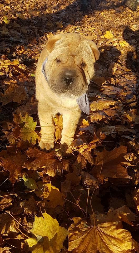 Shar pei Aiko billede 3