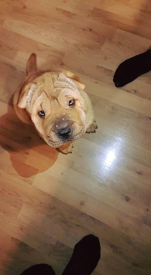 Shar pei Aiko billede 4