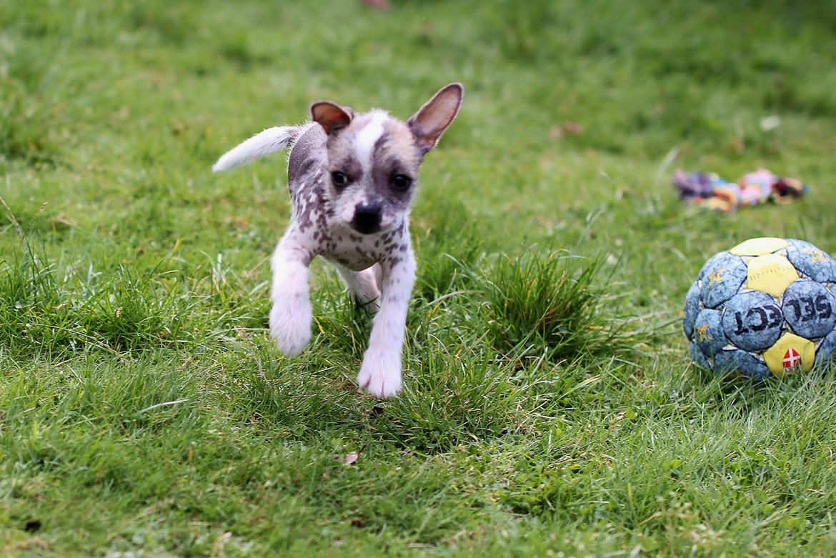 Blanding af racer Luna My billede 13