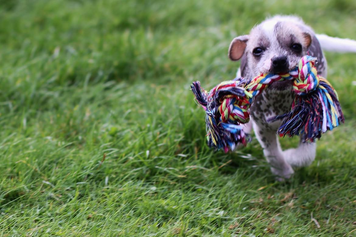 Blanding af racer Luna My billede 12