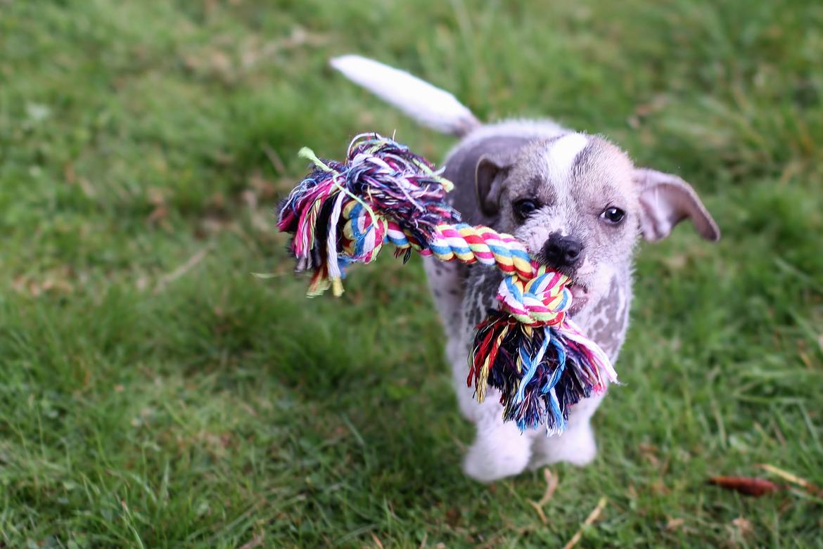 Blanding af racer Luna My billede 14