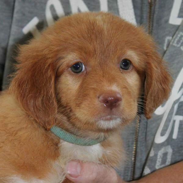 Nova scotia duck tolling retriever Aquafox Sebrings Fangio Chicane"Casey" billede 13