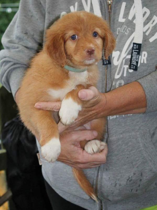 Nova scotia duck tolling retriever Aquafox Sebrings Fangio Chicane"Casey" billede 15